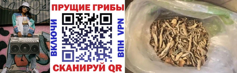 купить наркотик  Хасавюрт  Галлюциногенные грибы Psilocybe 